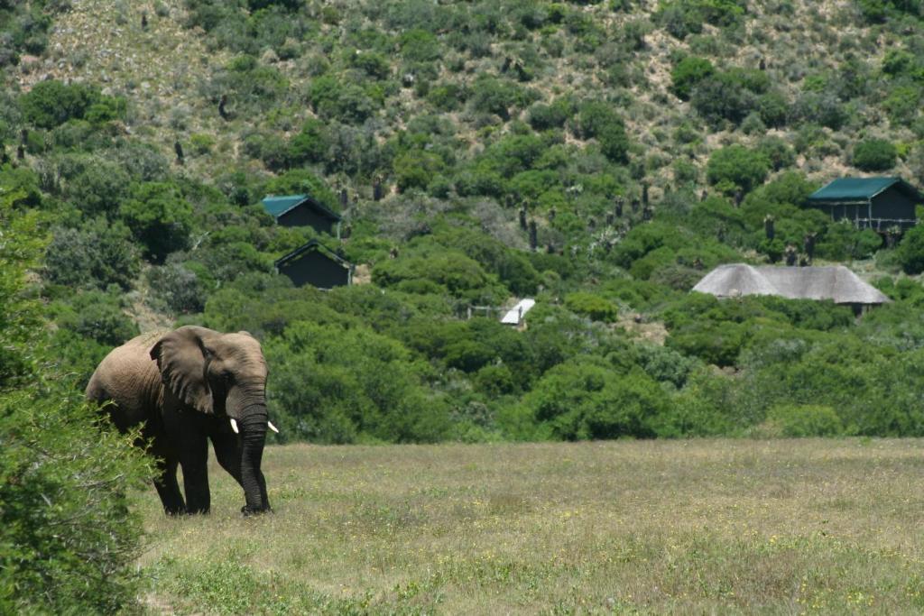 Hillsnek Safari Camp - Amakhala Game Reserve Vila Exterior foto