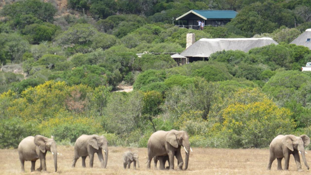 Hillsnek Safari Camp - Amakhala Game Reserve Vila Exterior foto