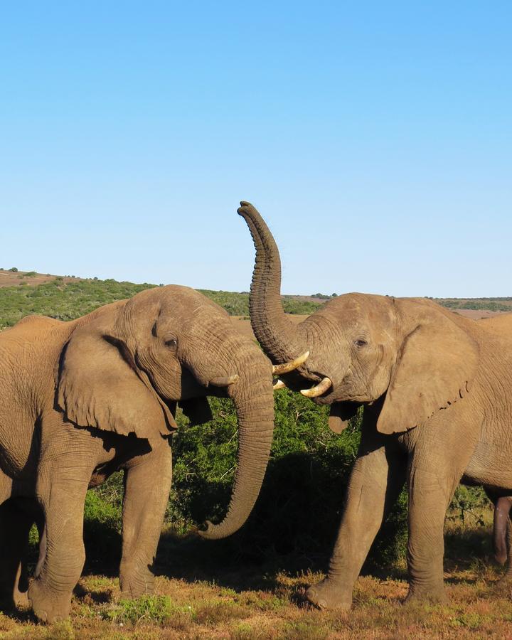 Hillsnek Safari Camp - Amakhala Game Reserve Vila Exterior foto