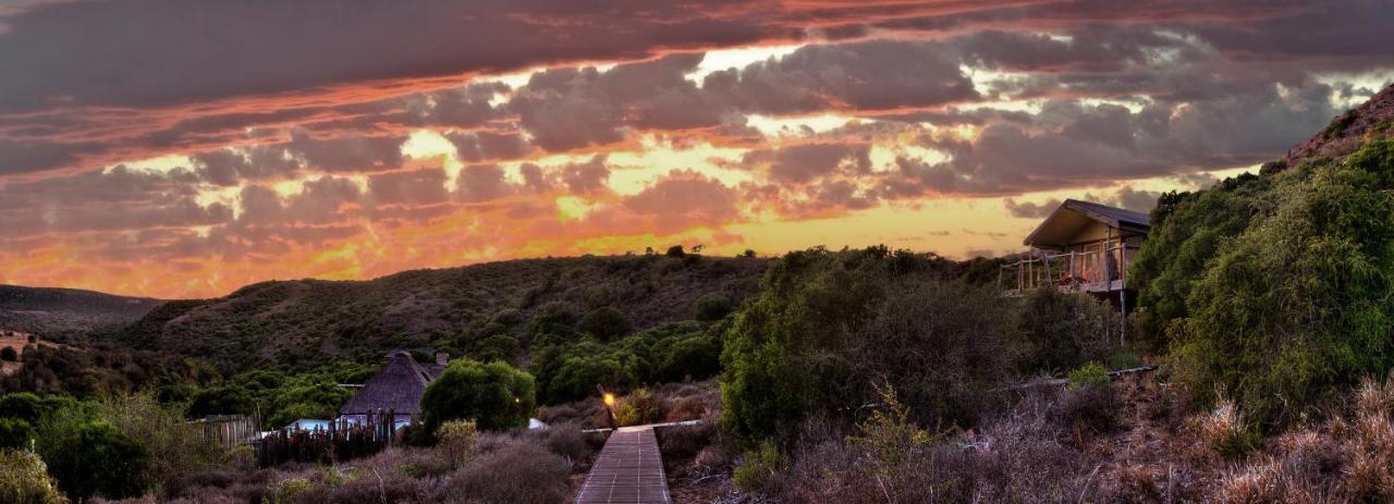 Hillsnek Safari Camp - Amakhala Game Reserve Vila Exterior foto